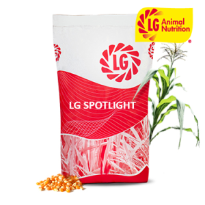 LG SPOTLIGHT