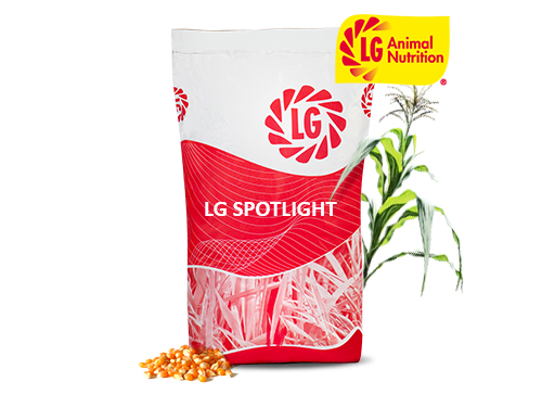 LG SPOTLIGHT